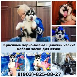 Яркие собачки сибирской хаски Яркие собачки сибирской хаски