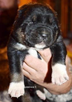 Мощные качественные щенки Алабая