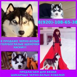 Шикарные щенята хасята Шикарные щенята хасята