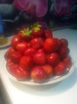 Вышлю почтой саженцы элитных сортов клубники.