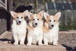 Щенки Вельш Корги Пемброк ждут своих хозяев