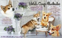 Щенки (мальчишки) Вельш Корги Пемброк