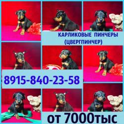 Цвергпинчеры