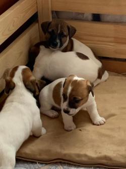 Щенки Джек Рассел терьер с родословной СКОР