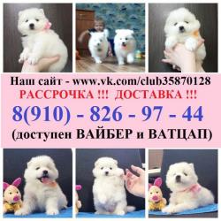 Красивенные малыши самоедской лайки