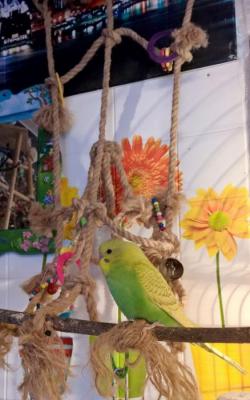 Волнистые попугаи-От Заводчика