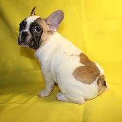 Щенки Французского бульдога из питомника