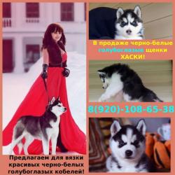 Шикарные красивые черно-белые щенята хаски