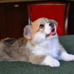 Щенок Вельш Корги Пемброк, девочка Щенок Вельш Корги Пемброк, девочка