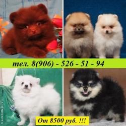 маленькие шпицы маленькие шпицы