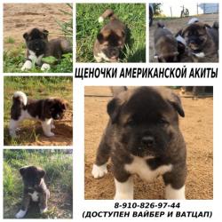 Щенята американской акиты