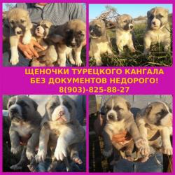 Турецкого кангала хороший выбор щенков