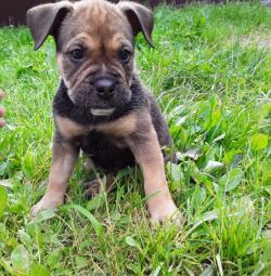 Щенки Майорского мастифа (Ка де бо)