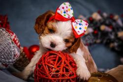 Щенки Кавалер кинг Чарльз спаниеля