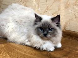 Котята редкой породы Рэгдолл