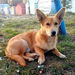 Щенок метис таксы и корги