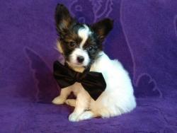 Питомник предлагает Чудо-парня папийончика