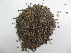 Продаем семена сосны обыкновенной. Продаем семена сосны обыкновенной.