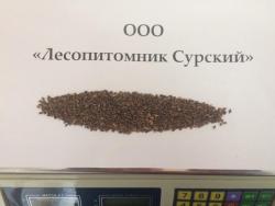 Отправим почтой кондиционные семена  Ели колючей.