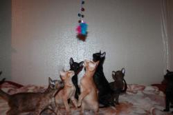 Ориентальные котята с документами Ориентальные котята с документами