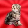 Питомник шотландских вислоухих кошек Art`s Family, Таганрог