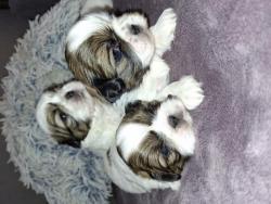 Идеальные чистокровные щенки Ши-Тцу. Идеальные чистокровные щенки Ши-Тцу.