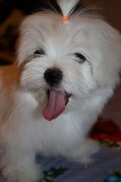 Щенки Мальтезе. Архангельск Щенки Мальтезе. Архангельск