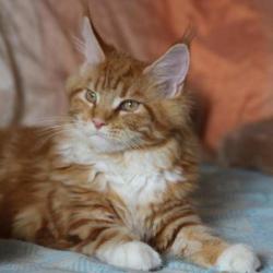 Продажа котят мейн куна, привиты Продажа котят мейн куна, привиты