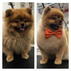 Стрижка собак и кошек в Самаре собак и кошек Стрижка собак и кошек в Самаре собак и кошек