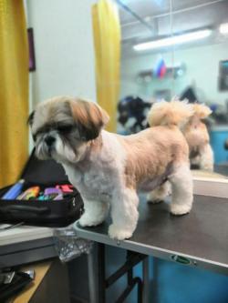 Стрижка кошек и собак. Стрижка кошек и собак.