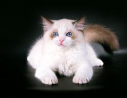 Красивые породистые котята Рэгдолл