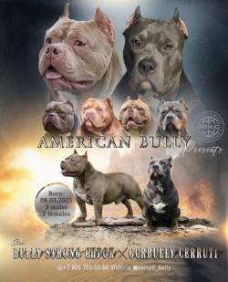 Шикарные щенки Американского булли Шикарные щенки Американского булли