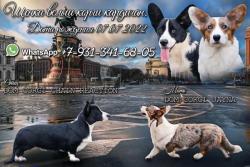 Щенки Вельш Корги Кардиган Щенки Вельш Корги Кардиган