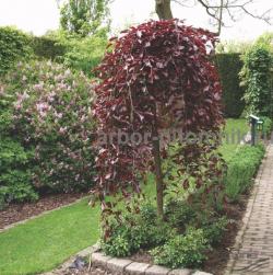 Саженцы яблони из питомника, с посадкой по низкой цене Саженцы яблони из питомника, с посадкой по низкой цене