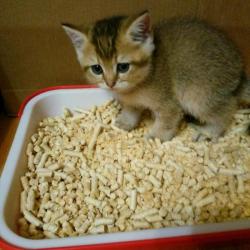 Древесный наполнитель для кошачьего туалета 20руб Древесный наполнитель для кошачьего туалета 20руб