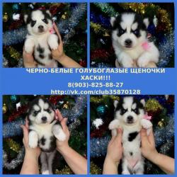 Замечательные щенки сибирской хаски Замечательные щенки сибирской хаски