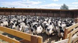 Продам действующее сельскохозяйственное предприятие в Шатурском районе Московской области ООО "Евроонлайн" Продам действующее сельскохозяйственное предприятие в Шатурском районе Московской области ООО "Евроонлайн"