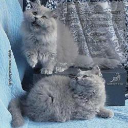 Голубые  длинношерстные британские котята.