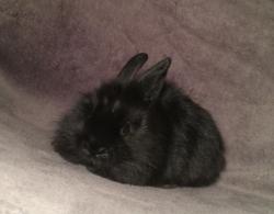 У нас шикарный выбор ушастых друзей кроликов У нас шикарный выбор ушастых друзей кроликов