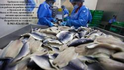 Требуются рыбообработчики в Орловскую область
