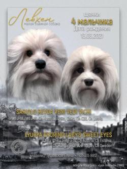 Щенки породы Малая Львиная Собака Щенки породы Малая Львиная Собака