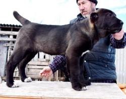 Высокопородные щенки Алабая (САО) из питомника Высокопородные щенки Алабая (САО) из питомника