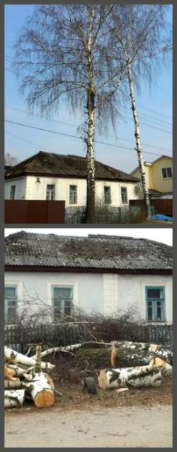 СПИЛИТЬ ДЕРЕВО в Брянске ! СПИЛИТЬ ДЕРЕВО в Брянске !