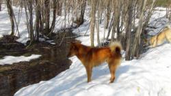 щенок лайки карело-финской щенок лайки карело-финской