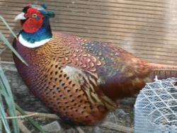 Продаю фазанов. Продаю фазанов.