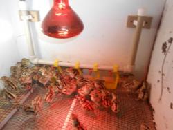 Продаю молодняк фазанов. Продаю молодняк фазанов.