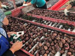 Реализуем молодой картофель сорта Ред Скарлет Реализуем молодой картофель сорта Ред Скарлет