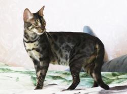 Бенгальские коты Бенгальские коты