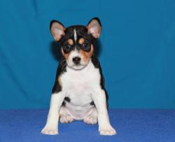 Перспективные щенки Басенджи Перспективные щенки Басенджи