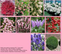 Продаются саженцы цветов, кустарников доставка по всей России.